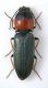Cardiophorus sp1.jpg