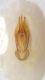 Cardiophorus sp1 edeago.JPG