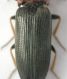 Cardiophorus sp1 elitre.jpg