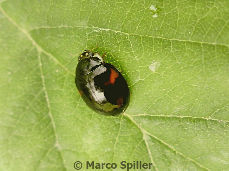 Harmonia axyridis variante.jpg