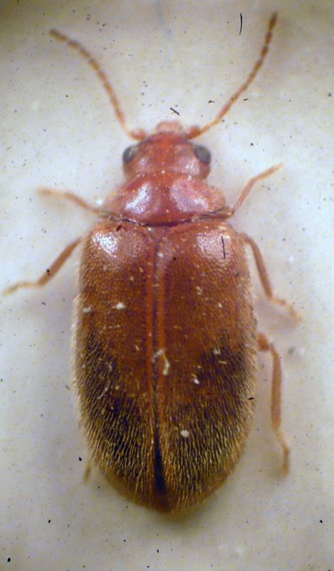 Cyphon sp-Scirtidae.JPG.JPG