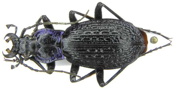 Chaetocarabus lefebvrei.JPG