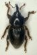 M.te Sparagio TP 4.04 Curculio1.JPG