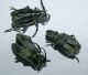 Dorcadion2.jpg