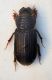 (Aphodiidae) Rhysemmus annaedicatus.JPG