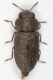 Melanthaxia Elba3.JPG