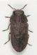 Melanthaxia Elba5.JPG