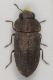 Melanthaxia Elba6.JPG