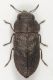 Melanthaxia Elba8.JPG