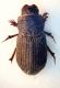 (Aphodiidae) Rhysemmus plicatus.JPG