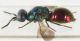 Chrysididae Elba3.JPG