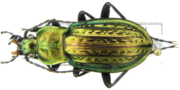 C. (Autocarabus) cancellatus duftschmidi Géhin, 1876 (d).JPG