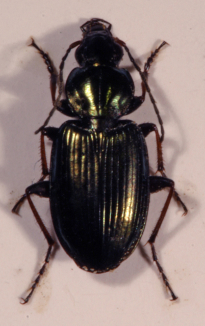 agonum1.jpg