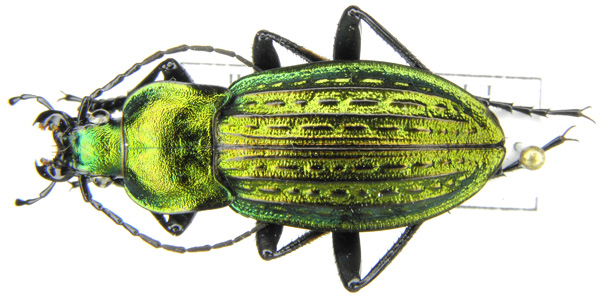 C. (Autocarabus) cancellatus duftschmidi Géhin, 1876 (c).JPG