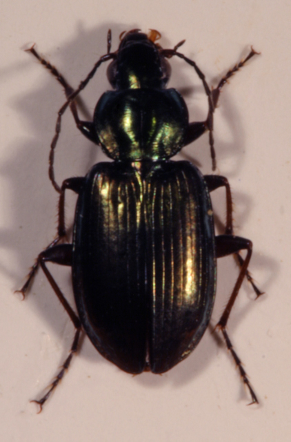 agonum2.jpg