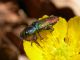Anthaxia_scutellaris_Abruzzo_VIII-2005.jpg