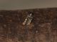 Yarpuz_VII-2006_7-V-2013_OL009.JPG
