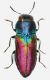 Haplanthaxia-Grecia-sp-1.jpg
