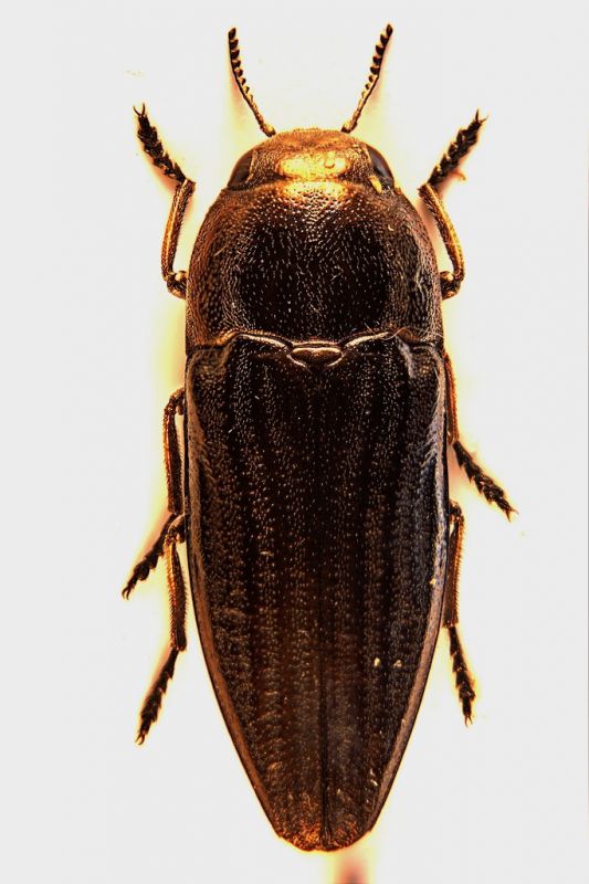 buprestoidea.jpg