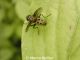 Muscidae 2.jpg