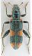 Trichodes nobilis rid.jpg