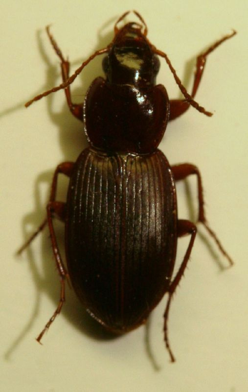 P.Torre Madonie PA 6.04 Platyderus.JPG