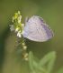 IMGP4411_V_small_BLUE_C_alcetas_Q_sm.JPG