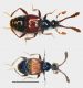 P_Albanesi%20PA%205_04%20Tychomorphus01.JPG