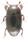 Histeridae_Manziana_2-I-2013_2mm_grey.jpg
