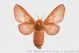 malacosoma_franconica_fei_531.jpg