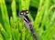 DSC_5926-2.jpg