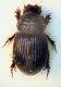 (Aphodiidae) Brindalus porcicollis.JPG