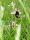 Ophrys sp 2.jpg