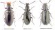 Salpingidae.jpg