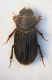 (Aphodiidae) Rhysemmus limbolarius.JPG