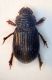 (Aphodiidae) Psammodius asper.JPG