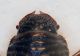 (Aphodiidae) Psammodius asper 1a.JPG