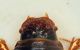 (Aphodiidae) Psammodius pierotti 1a.JPG