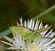 LagoCoghinas18-05-13 055mod.jpg