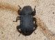 tenebrionidae 2.JPG