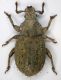 Curco1 3.1mm Borra.JPG