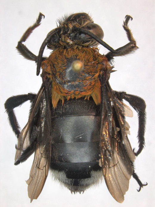 Apidae from Gabon_2.jpg