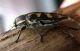 Buprestis novemmaculata 3.jpg