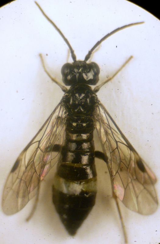 Allantus Tenthredinidae.JPG