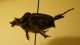 Pachypus sp 1.JPG