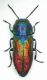 Haplanthaxia-sp-Kozani-D.jpg