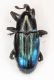 Curculionidae.jpg