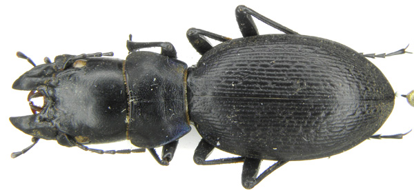 C. (Acathaicus) alexandrae idolon Semenov, 1898 - China, Gansu, Minshan.JPG