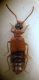 Anthophagus sp.JPG