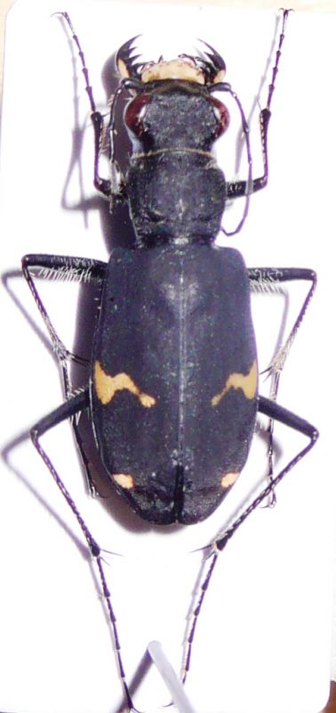 Cicindela japana.JPG